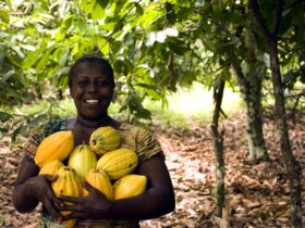 Cocoa Farm