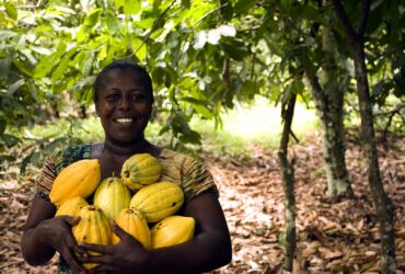 Cocoa Farm