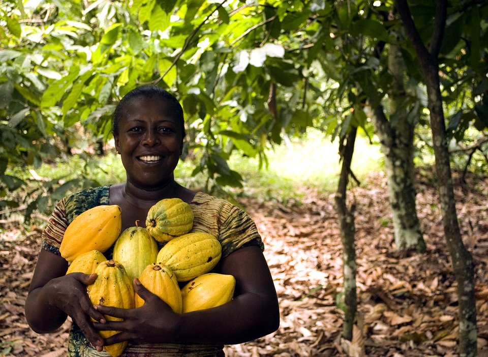 Cocoa Farm