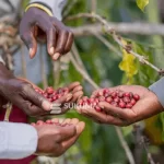 Sahel Capital Invests $1 Million to Accelerate Growth of Ugandan Coffee Exporter Sukuma Ventures