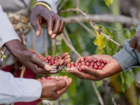 Sahel Capital Invests $1 Million to Accelerate Growth of Ugandan Coffee Exporter Sukuma Ventures