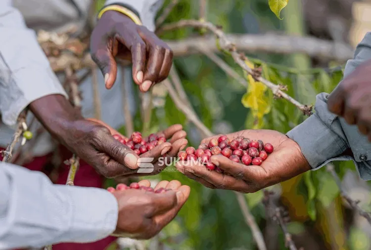 Sahel Capital Invests $1 Million to Accelerate Growth of Ugandan Coffee Exporter Sukuma Ventures