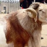 Eid-el-Kabir 2025: Abuja Livestock Prices Double as Traders Decry Insecurity, Scarcity