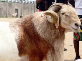 Eid-el-Kabir 2025: Abuja Livestock Prices Double as Traders Decry Insecurity, Scarcity
