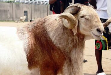 Eid-el-Kabir 2025: Abuja Livestock Prices Double as Traders Decry Insecurity, Scarcity